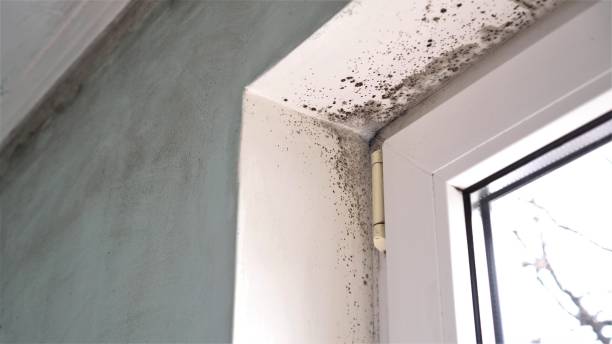 Professional Mold Remediation in Rossville, MD