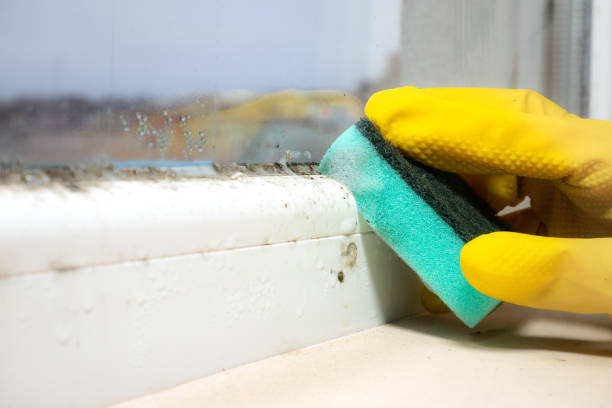 Best Industrial Mold Remediation in Rossville, MD