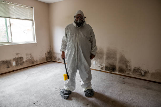 Best Post-Remediation Services in Rossville, MD